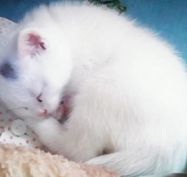 Сонник белая кошка