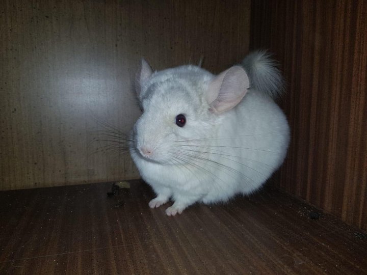 Клички для шиншилл