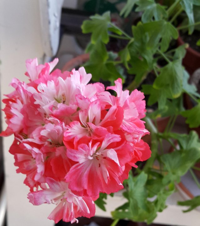 Пеларгония донские просторы фото и описание. Пеларгония юг купина. Ив королева бирмы пеларгония. Fee cerise polina пеларгония. Пеларгония warrain.