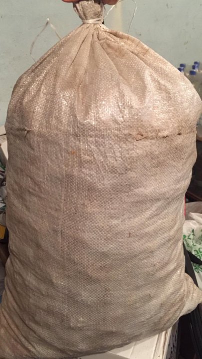 сбор шишек. мешки под шишку. шишки сосновые в мешках. мешок с шишками. мешки с кедровыми шишками.