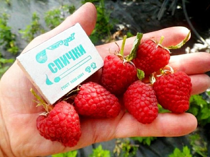 Описание малины таганка фото