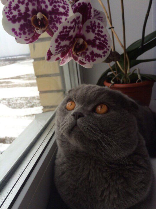 Вязка с шотландским вислоухим котом – купить в Санкт-Петербурге, цена 3 ...