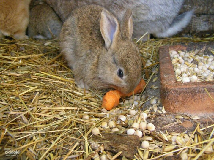 Можно ли давать кроликам сыр. Питание кроликов. Еда для кроликов. Еда для кроликов домашних. Кормовой кролик.