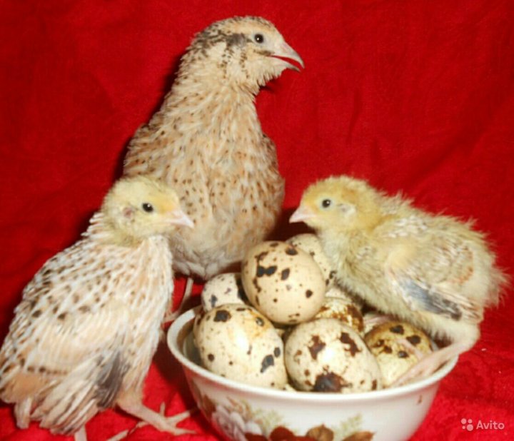 Курочка перепелка. Золотистый фараон перепелки. Перепелка степная. Перепелка ферма. Калифорнийский хохлатый перепел.