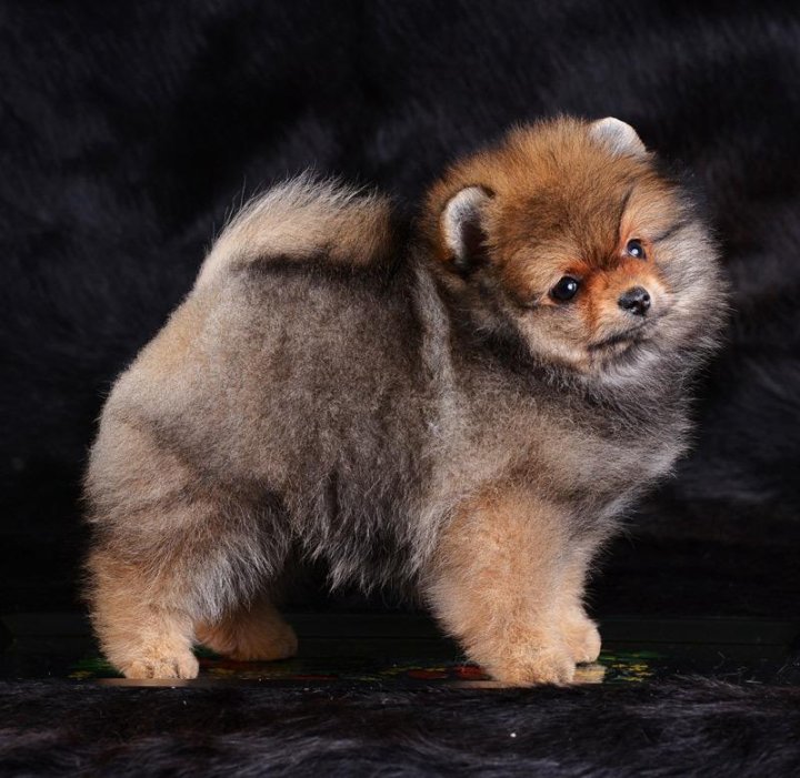 Fluffy Magic Magistr → Малый шпиц