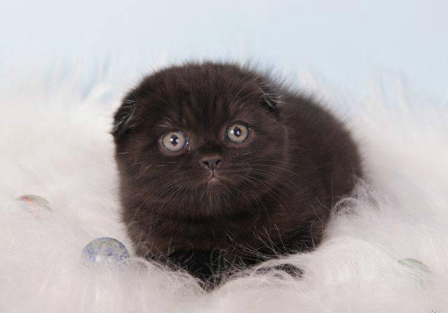 Кошка шотландская вислоухая черная