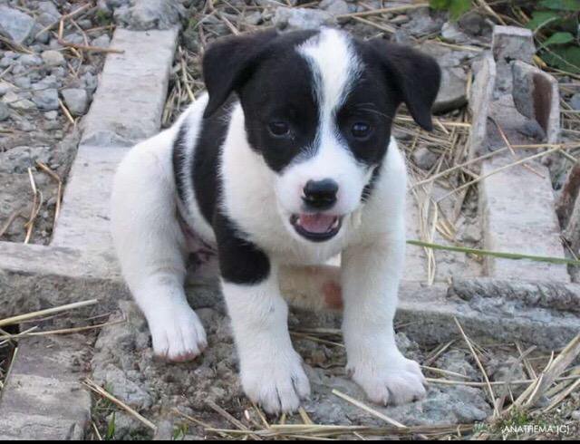 Мытье и сушка - Бордер-колли 2 500 RUB, МОЙ ПУШИСТИК GROOM Москва - онлайн-запис