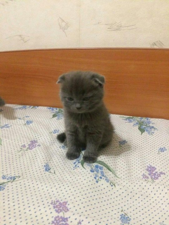 Авито Балаково Купить Котенка С Фото