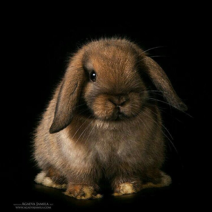 коричневый кролик. карликовый вислоухий рекс. декоративный кролик коричневый. кролик. серый и коричневый кролик.