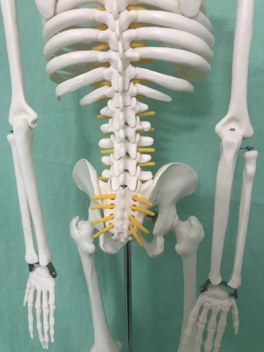 Поясничный скелет. Поясница скелет. Макет скелета человека с горбом. Скелет со спины фото. Скелет позвоночника человека фото.