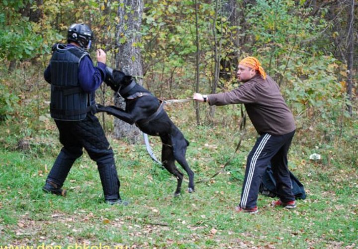 Способы дрессировки собак. Методы дрессировки собак. Подражательный метод дрессировки собак. Вкусопоощрительный метод дрессировки собак. Механический метод дрессировки.