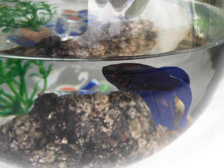 Рыбки которые живут без кислорода. Метиленовый синий для петушка в аквариуме.