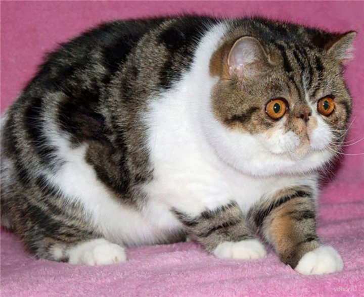 Экзоты кошки