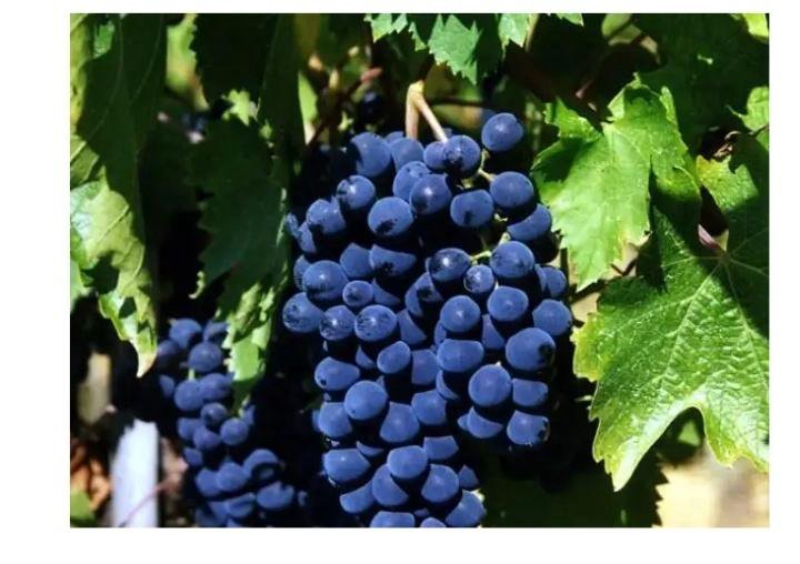 Мальбек сорт винограда. Санджовезе виноград. Sangiovese сорт винограда. Санджовезе сорт винограда. Санджовезе сорт винограда Санджовезе.