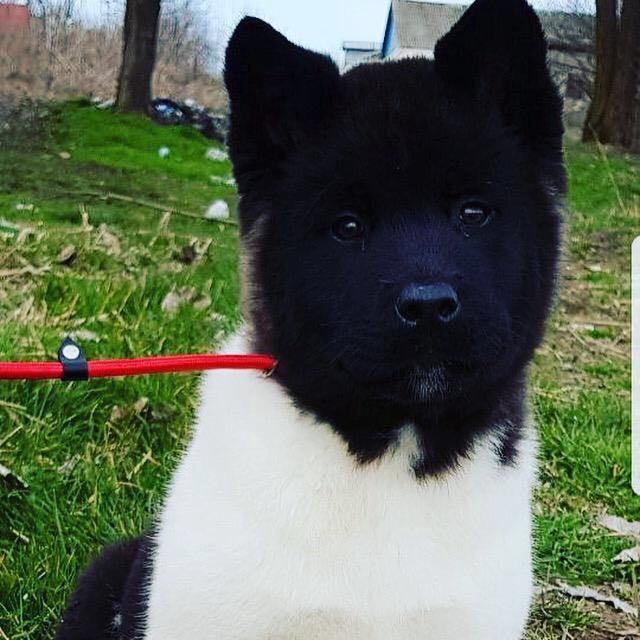 Akita токен на гейте