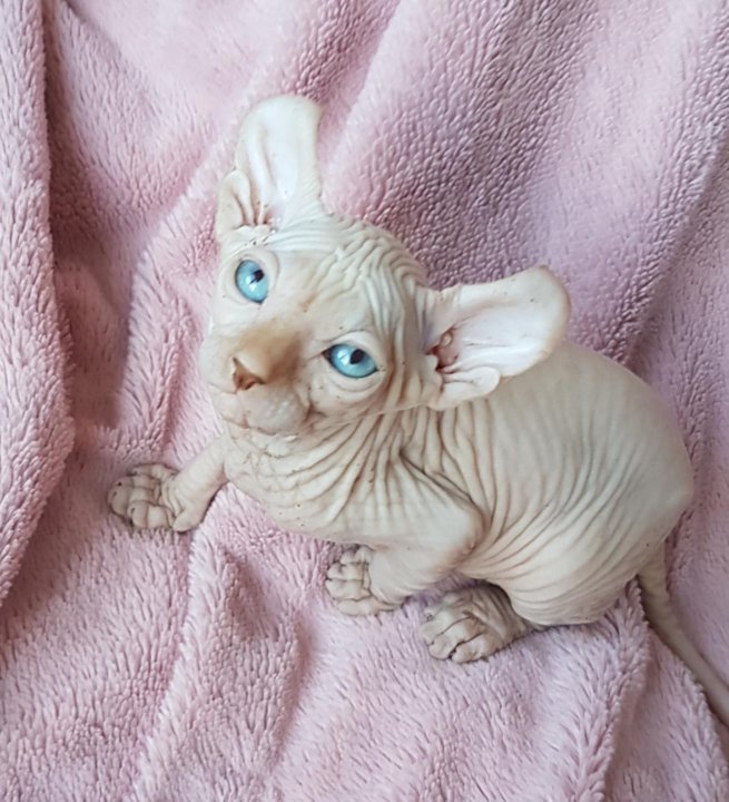 Кошка Эльф Фото Цена