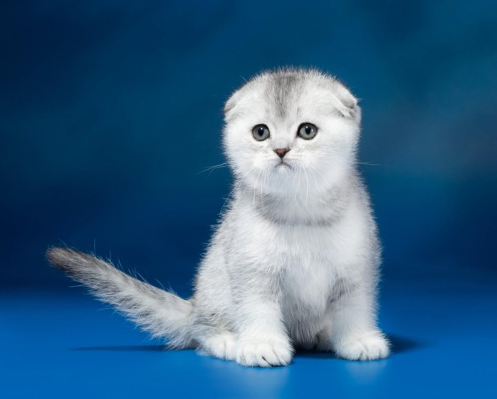Шотландская Вислоухая Кошка Фото Купить