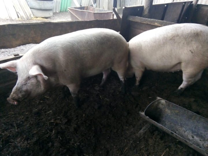 Свинья живым весом цена. Сдать свиней живым весом в Саратовской области.