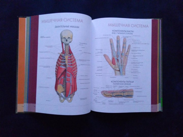 Первый атлас анатомии. Липченко атлас анатомии человека 2002. Атлас анатомии человека Маневич. Большой атлас анатомии человека Винс Перез. Большой атлас анатомии человека Винс Перез pdf.