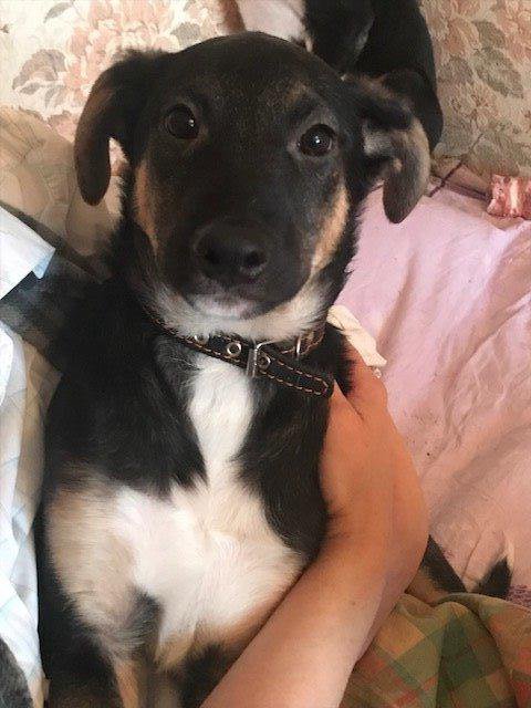 Восточноевропейская овчарка. Взять щенка пермь. Приют для маленьких собачек. Взять щенка. Восточно-европейская овчарка.