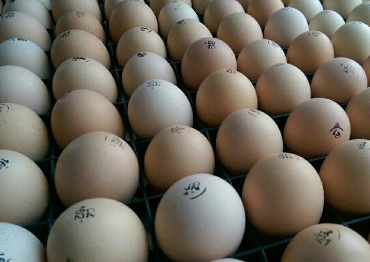 Авито яйцо бройлера. Инкубационное яйцо Росс 308 Чехия. Инкубационное яйцо бройлера рос 308. Маркировка инкубационного яйца Росс 308 Чехия. Инкубационное яйцо бройлера Росс 308.