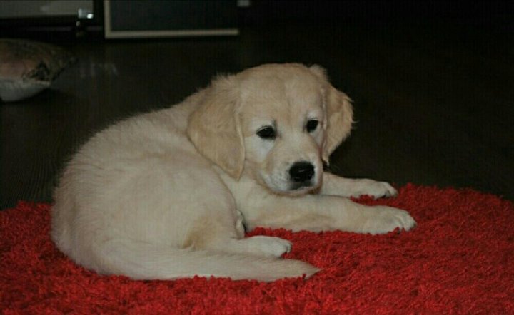 двухнедельные щенки лабрадора. щенки лабрадора даром. бывают серые лабрадоры. лабрадор добрая собака. лабрадор с родословной.