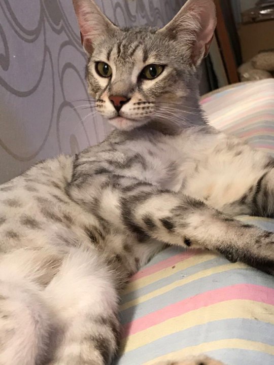 Мау Кошка Фото
