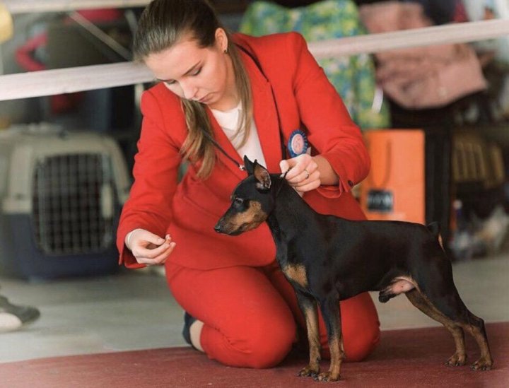 Цвергпинчер славян виннер. Внс цвергпинчера в 1,4. Ркф вязка. Ротвейлер на вязку город оренбург. Пинчер 1 месяц.