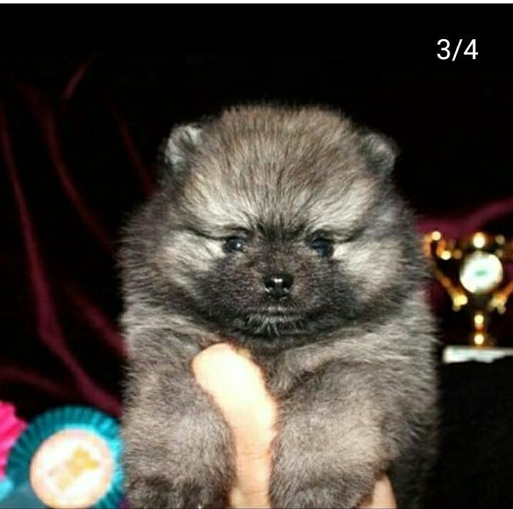 Калмыкия степи перевыпас скота. Авито элиста животных. Авито элиста животные собаки в добрые руки бесплатно. Собаки элиста. Авито калмыкия животные с/х.