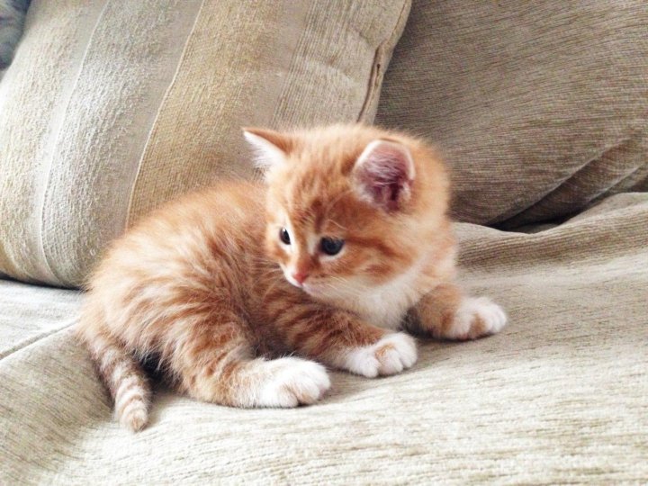 Идеи на тему "Cats" (82) милые котики, животные, котята
