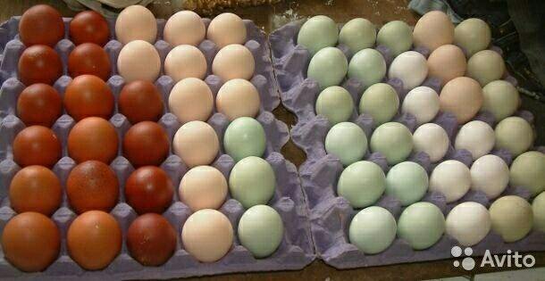 Яйцо инкубационное алтайский край купить. Доминант золотой GS 902 инкубационное яйцо. Инкубационное яйцо Кобб 500. Инкубационное яйцо Доминант. Доминант гс902 цвет яйца.