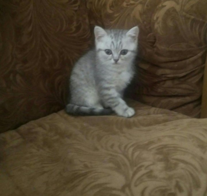 Авито Британские Котята Фото