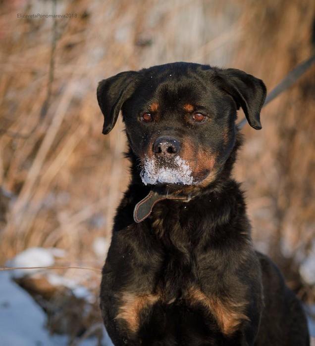 Ротвейлеры екатеринбург. Ротвейлеры в екатеринбурге. Шотландский ротвейлер. Сербский ротвейлер. Полтос собака.