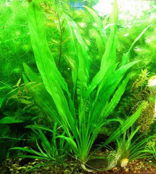 Неприхотливые растения для аквариума 100 литров фото с описанием