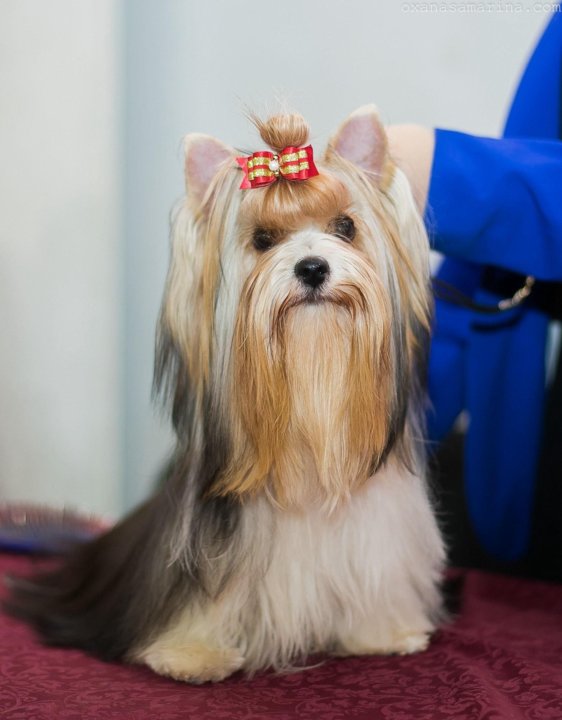 Ру. Бивер мини беби фейс. Йорки екатеринбург. Стрижка ушей у йорка. Карликовый йоркширский терьер.