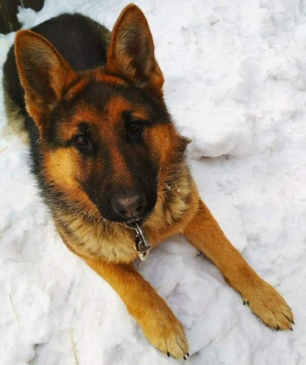 Немецкие овчарки отдам. Отдам даром щенка немецкой овчарки. Щенки немецкой овчарки фото 1. Щенки овчарки в добрые. Отдаются щенки немецкой овчарки.