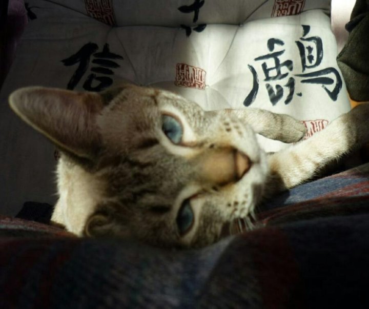 Кот сила