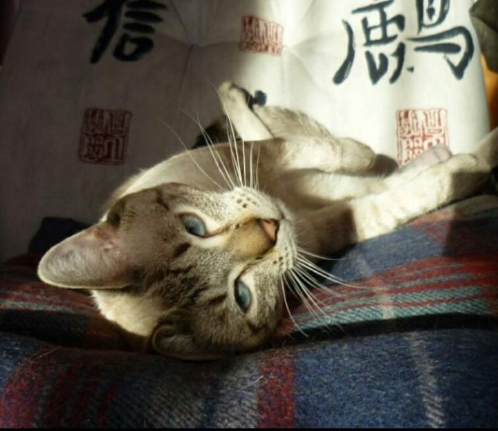 Кот сила