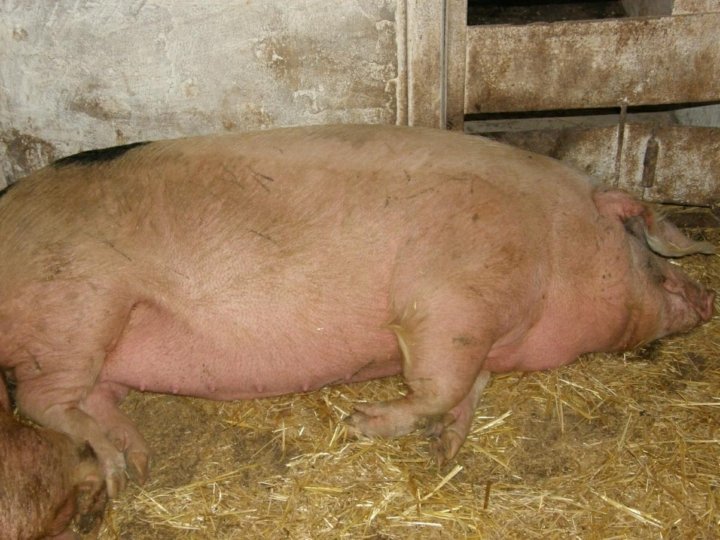 Поросная свинья. Супоросные свиноматки. Поросята 3 месяца. Свиноматка перед опоросом.