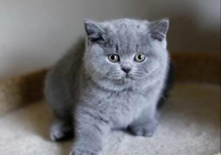 Авито Британские Котята Фото