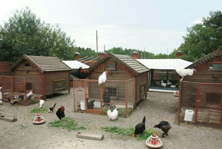 Amish Built Chicken Coops in Nashville Tennessee - Smucker Farms - Nashville, TN