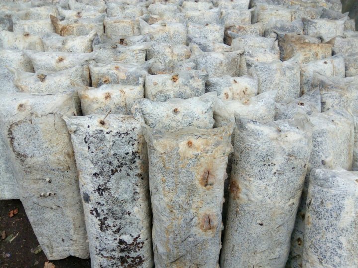 Отработанные грибные блоки мульча. Отработка блоков. Схема отработки камеры вкмкс. Грибные блоки вешенки. Блоки с вешенками.