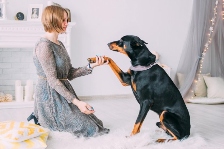 ÐаÑÑинки по запÑоÑÑ rottweiler