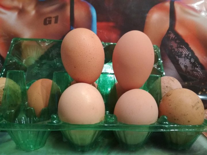 Купить яйца джерсийских гигантов. Инкубационное яйцо джерсийского гиганта. Яйцо великана. Пак Тавук инкубационное яйцо. Perepelinnyye yaetsa.