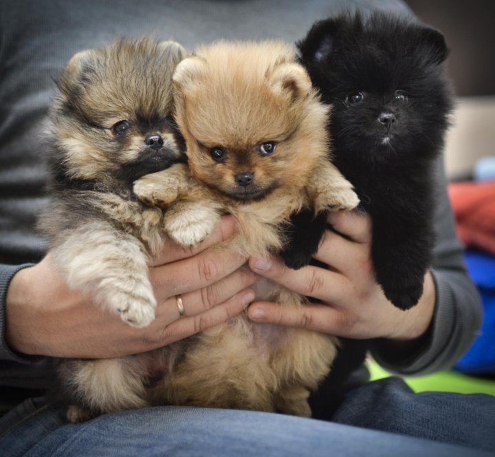 cute liters of teacup Pomeranian puppies Pomeranian puppy, Pomeranian puppy teac