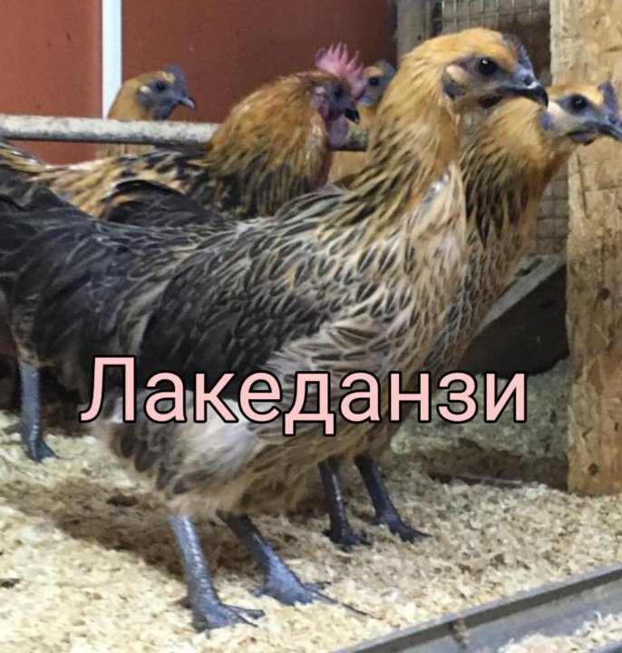 Лакеданзи Фото Кур