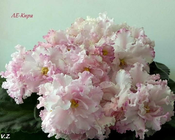 Личное дело. ЛЕ-Кира (Е. Лебецкая) Мое мнение после знакомства с этой фиалкой. Ф