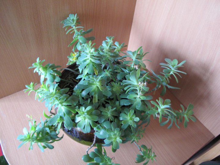 Комнатные цветы купить ставрополь