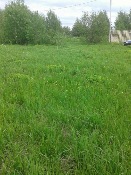 Народный фронт добивается ликвидации свалки отходов деревообработки в деревне Шу