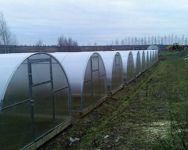 Поликарбонат 6х3. Где купить поликарбонатную теплицу Егорьевский район.